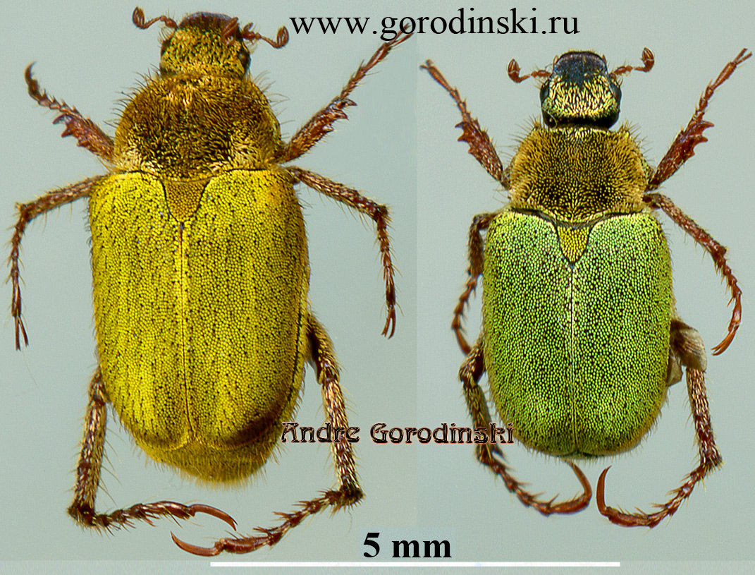 http://www.gorodinski.ru/scarabs/Hoplia citrinella.jpg